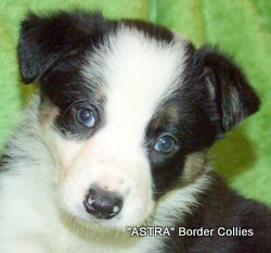 Tricolour, male, border collie puppy